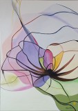 4-D-Fleur-araignee-70-50-
