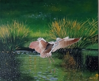 6F-le-heron-55x46